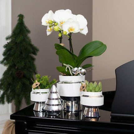 Le Chic Blumentopf Zimmerpflanze Ø6cm mit dekorativem Übertopf – blühende Orchidee für Wohnzimmer, Büro & helle Standorte kaufen