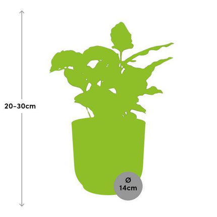 Kaffee Pflanze Coffea Arabica – Zimmerpflanze im dekorativen Topf Vibes Fold 14cm Gelb – pflegeleichte Grünpflanze mit glänzenden Blättern für Zuhause & Büro