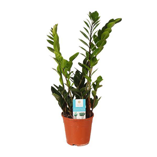 Glücksfeder Zamioculcas Zamiifolia – Zimmerpflanze Ø14 cm – ca. 45 cm hoch – Pflegeleicht & luftreinigend – Ideal für Halbschatten & wenig Licht