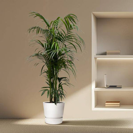 Kentia-Palme – Howea forsteriana – Zimmerpflanze 230cm – Ø38cm – Exklusive XXL-Palme mit eleganten Wedeln – Tropische Kübelpflanze für Wohnzimmer, Büro & Wintergarten – Pflegeleicht