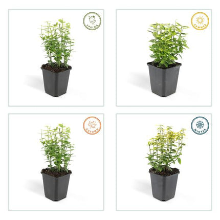Spindelstrauch Euonymus fortunei 'Emerald 'n Gold' – 6 Pflanzen – ↕10-25cm – Ø9cm – Immergrün, gelb – grünes Laub – Hecke, Beet & Solitär