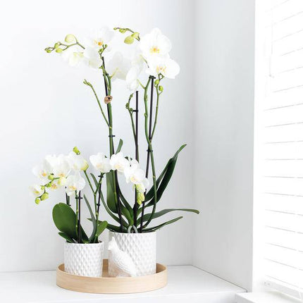 Deko-Skulptur Kakadu – Weiß – H12cm – Ornament aus Polystone – Vogel auf Stab – Dekofigur für Zimmerpflanzen & Blumentöpfe