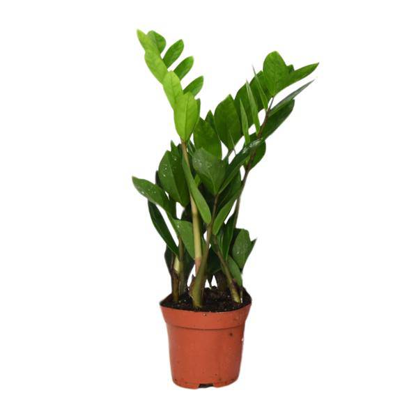 Glücksfeder Zamioculcas Zamiifolia – Zimmerpflanze – Ø12cm – 40cm Höhe – pflegeleicht, dunkelgrüne glänzende Blätter – ideal für Wohnzimmer & Büro