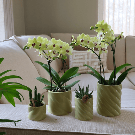 Candy Dekotopf – Hoch – Grün – Ø6cm – Keramik Übertopf in frischer Farbe – Stilvoller Blumentopf für Zimmerpflanzen & Orchideen