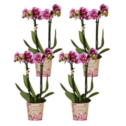 Phalaenopsis Orchideen El Salvador Lila – Zimmerpflanzen – 4 Orchideen – Ø9cm – mit 2-3 Zweigen – edle Orchidee in Diamond-Linie