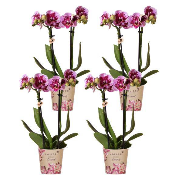Phalaenopsis Orchideen El Salvador Lila – Zimmerpflanzen – 4 Orchideen – Ø9cm – mit 2-3 Zweigen – edle Orchidee in Diamond-Linie