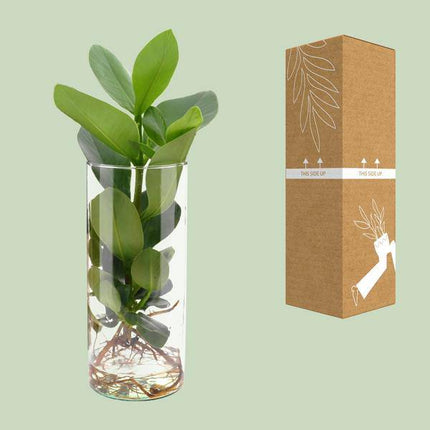 Clusia im Zylinderglas – Ø12cm x ↕30cm – Hydroponische Pflanze im Glas – Pflegeleichte Dekopflanze für Wohnzimmer, Büro & Wintergarten – Geschenkidee mit modernem Design