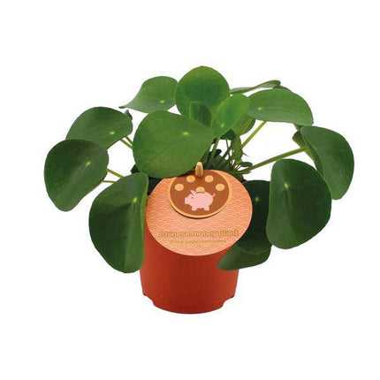 Pilea Peperomioides – Chinesischer Geldbaum – Ø11cm – ↕15cm – Zimmerpflanze mit runden Blättern – Pflegeleicht & dekorativ – Glücks- & Wohlstandspflanze