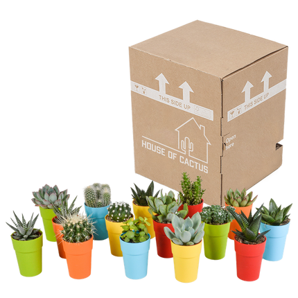 Sukkulenten & Kakteen Mix – 15 Pflanzen – Ø5,5cm Zimmerpflanzen im farbigen Kunststofftopf – Verschiedene Mini-Sukkulenten & Kakteen – Pflegeleichte Pflanzen für Fensterbank, Büro & Wohnzimmer