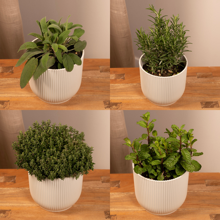 Gartenkräutermischung Zimmerpflanze Ø14cm – pflegeleichte Grünpflanze für Wohnzimmer, Büro & helle Standorte kaufen