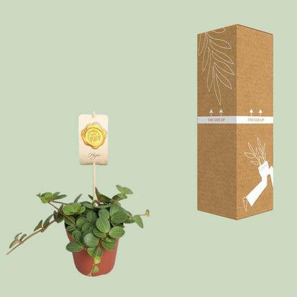 Zwergpfeffer Peperomia Hope – Zimmerpflanze – Ø12cm – ↕15cm – pflegeleichte Grünpflanze mit sukkulentenähnlichen Blättern – ideal für Wohnzimmer, Büro & kleine Räume