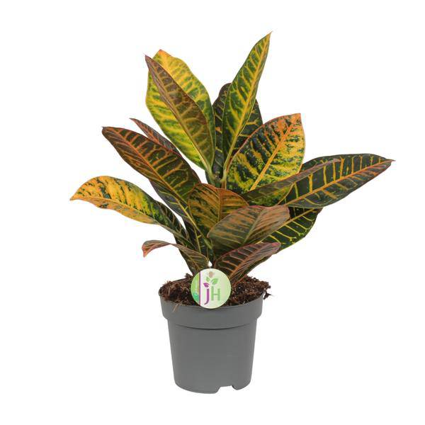 Wunderstrauch Codiaeum 'Petra' – Croton – Ø17cm x H45cm – Bunt gemusterte Zimmerpflanze – Tropisches Laub in Rot, Gelb & Grün – Für Halbschatten – Pflegeleicht