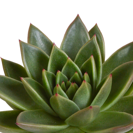 Echeveria Mix – Steinrose 3 Pflanzen – Ø10,5cm Zimmerpflanzen im weißen Topf – Verschiedene Sukkulenten