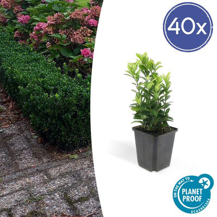 Japanischer Spindelstrauch Euonymus japonicus 'Grüne Turmspitze' – 40 Pflanzen – ↕10-25cm – Ø9cm – Immergrün & Kompakt – Buchsbaum-Ersatz – Für Hecken, Beete & Solitär