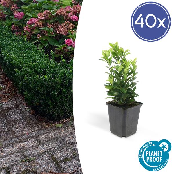Japanischer Spindelstrauch Euonymus japonicus 'Grüne Turmspitze' – 40 Pflanzen – ↕10-25cm – Ø9cm – Immergrün & Kompakt – Buchsbaum-Ersatz – Für Hecken, Beete & Solitär