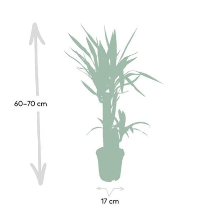 Palmlilie Yucca Elephantipes Zimmerpflanze Ø17cm ↕85cm – pflegeleichte Grünpflanze für Wohnzimmer, Büro & helle Standorte kaufen