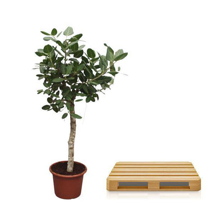Banyan – Feige Ficus Benghalensis – 200cm hoch – Ø50cm – Exklusive Zimmerpflanze mit großen glänzenden Blättern – pflegeleicht – für Zimmer & Büro
