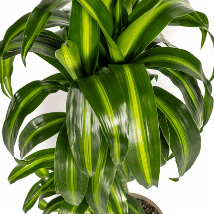 Dracaena Deremensis Hawaiian Sunshine – Drachenbaum – Ø19cm – ↕70-90cm – Tropische Zimmerpflanze mit zweifarbigen Blättern – Pflegeleicht & luftreinigend