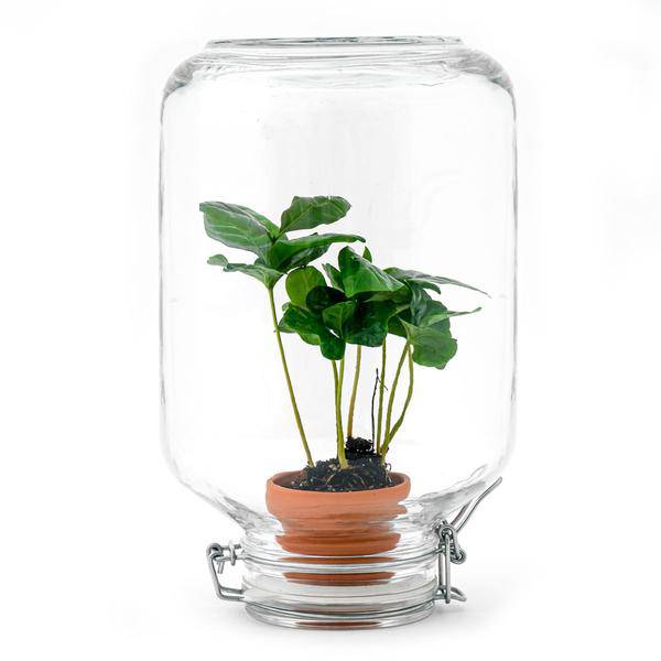 Flaschengarten – pflegeleichter Flaschengarten im Glas, Pflanzen Terrarium für Wohnzimmer & Büro