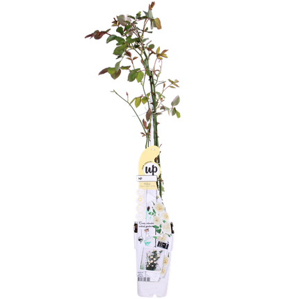Rose Crazy in Love Vanilla Cremefarbene Kletterrose Ø15cm ↕65cm – hochwertiges Produkt für Pflanzen, Garten, Zuhause, Dekoration