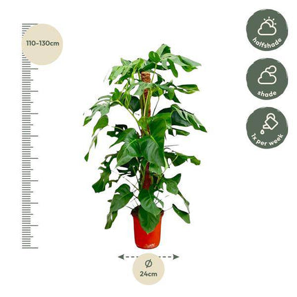 Fensterblatt – Monstera Pertusum – Zimmerpflanze – 120cm – Ø24cm – Tropische Grünpflanze mit großen Blättern für Wohnzimmer und Büro