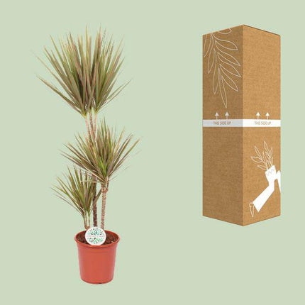 Drachenbaum Dracaena Bicolor – Ø24cm – ↕115cm – Exotische Zimmerpflanze – Luftreinigend & Pflegeleicht