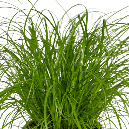 Katzengras – Cyperus Alternifolius – 2 Zimmerpflanze Ø12cm – ca. 20cm hoch – Gesundes Gras für Katzen