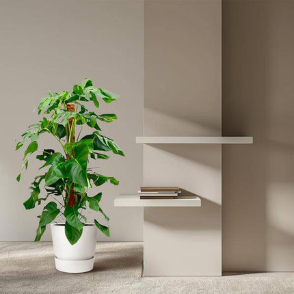 Fensterblatt – Monstera Pertusum – Zimmerpflanze – 120cm – Ø24cm – Tropische Grünpflanze mit großen Blättern für Wohnzimmer und Büro