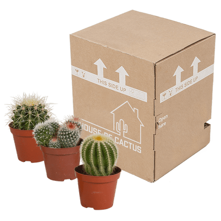 Kaktus Bolcactus Mix – 3 Pflanzen – Ø8,5cm Zimmerpflanzen – Verschiedene Kugelkakteen – Pflegeleichte Sukkulenten für Fensterbank, Büro & Wohnzimmer