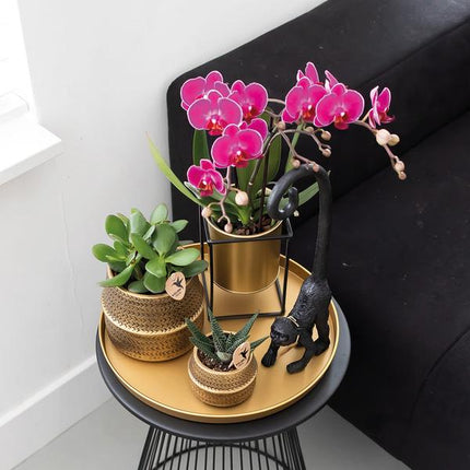 Phalaenopsis Orchideen „Morelia“ – 2 Pflanzen – Fliederfarben – Ø9cm – Blühende Zimmerpflanzen mit 2–3 Zweigen
