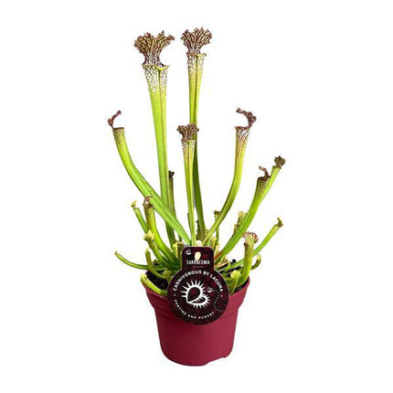 Fleischfressende Pflanze – Sarracenia Farnhamii – Ø12cm – ↕40cm – Exotische Schlauchpflanze für Innenräume – Pflegeleichte Karnivore Zimmerpflanze