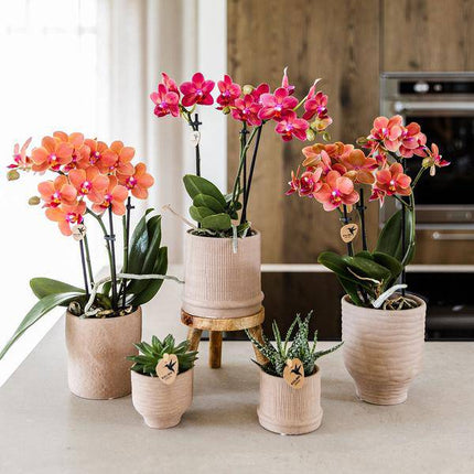 Rote Phalaenopsis Orchidee Congo mit 2-3 Stielen im Bali Ziertopf Sand Ø9cm – Exotische Zimmerpflanze im ethnischen Design für Wohnzimmer Büro Deko