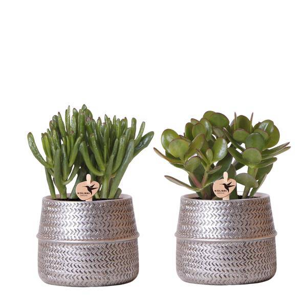 Sukkulenten 2er – Set in silbernen Rillen – Keramik – Ziertöpfen Zimmerpflanze Ø9cm – pflegeleichte Sukkulente für Wohnzimmer, Büro & helle Standorte