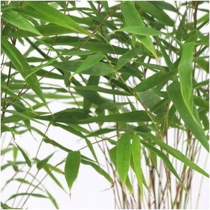 Schirmbambus Fargesia Rufa – 6 Pflanzen – Ø12cm – ↕25cm – winterharte immergrüne Bambuspflanze – ideal als Sichtschutz & Gartengestaltung – pflegeleicht & nicht invasiv