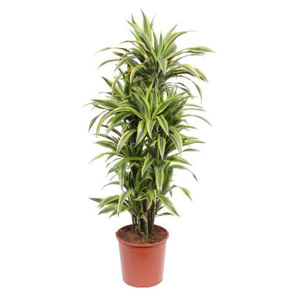 Drachenbaum Dracaena Lemon Lime – 150cm hoch – Ø30cm – Auffällige Zimmerpflanze mit gelbgrünem Blattwerk – Pflegeleicht & robust – Für Wohnzimmer, Büro & Innenräume