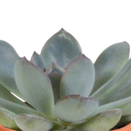 Kakteen und Sukkulenten Mix – 15 Pflanzen – Ø5,5cm Zimmerpflanzen – Verschiedene Arten wie Cereus, Echeveria, Haworthia & Crassula