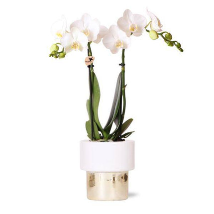 Phalaenopsis Orchidee Amabilis Weiß – 35cm Höhe – Ø9cm – Mit dekorativem Elite Topf Gold – Edle Zimmerpflanze mit 2-3 Blütenstielen