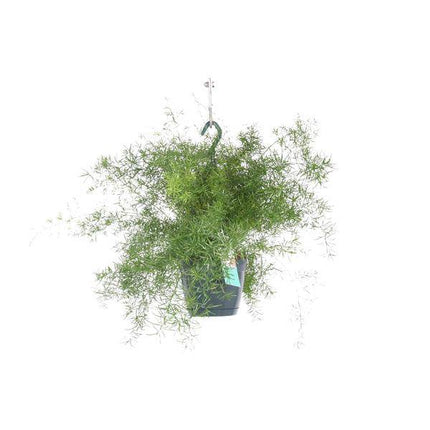 Spargel Sprengeri Hängend – Zimmerpflanze – Ø17cm x ↕35cm – Asparagus densiflorus – Federartiges Laub – Pflegeleichter Asparagus-Farn für Innenräume