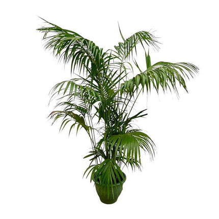 Kentia-Palme – Howea forsteriana – Zimmerpflanze 260cm – Ø35cm – XXL-Palme mit eleganten dunkelgrünen Wedeln – Exklusive Kübelpflanze für Wohnzimmer, Büro & Wintergarten – Pflegeleicht