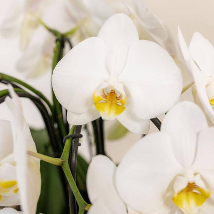 Orchideen-Set Weiß im Baumwollkorb – 3x Kolibri Orchidee Niagara Falls – Ø12cm – Mit Wassertank & Dochtsystem – Selbstversorgende Zimmerpflanzen – Mono Bouquet in Weiß