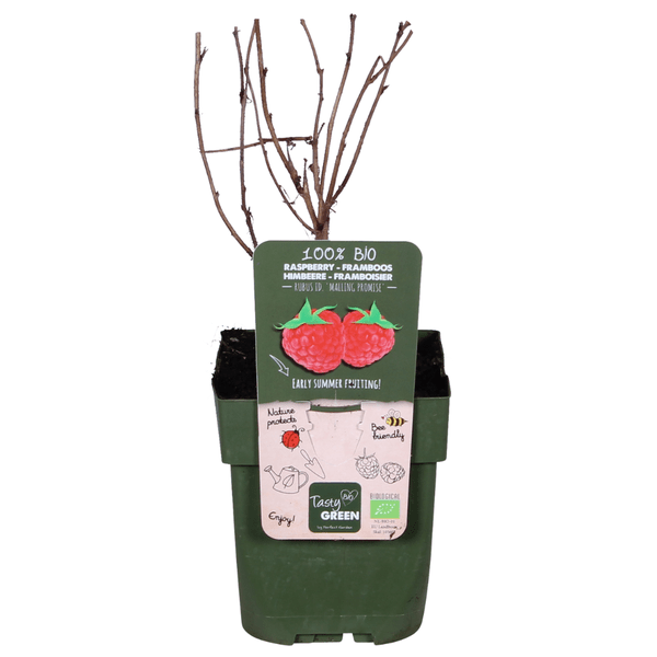 Himbeere Rubus idaeus 'Malling Promise' – Selbstbestäubende Sommer-Himbeere – 100% biologisch – Ø13cm – ca. 45cm Höhe – Leckere rote Früchte
