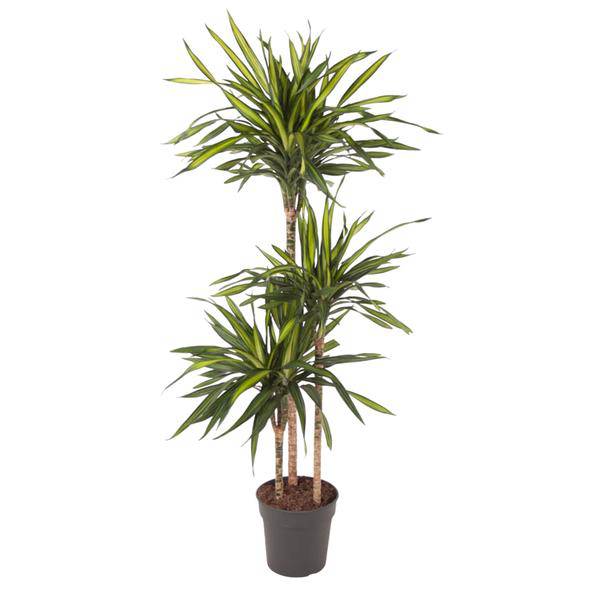 Drachenbaum – Dracaena Riki 140cm – Ø24cm – Zimmerpflanze mit grün gestreiften Blättern – Elegante pflegeleichte Dekopflanze für Wohnzimmer, Büro & Wintergarten
