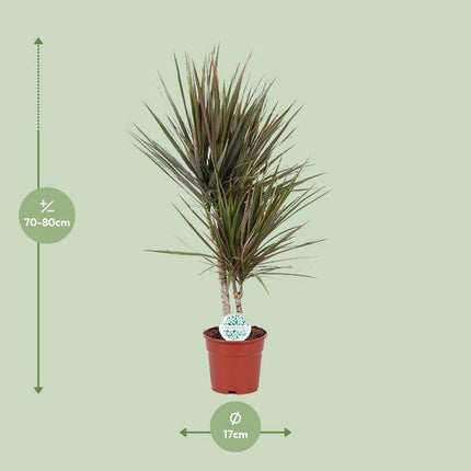 Drachenbaum – Dracaena Bicolor – Zimmerpflanze Ø17cm ↕75cm – pflegeleichte luftreinigende Blattschmuckpflanze für Innenräume