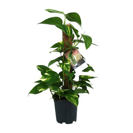 Efeutute – Scindapsus Epipremnum – Zimmerpflanze – Ø15cm – ↕50cm – Rankende Grünpflanze mit üppigem Laub – Pflegeleicht & luftreinigend