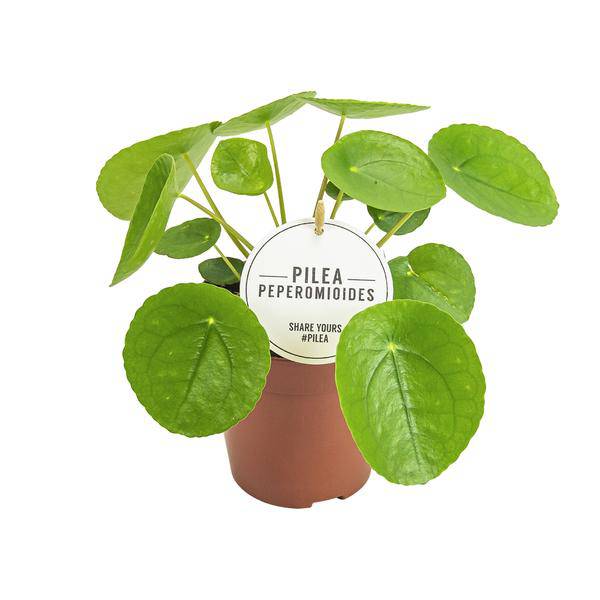 Chinesischer Geldbaum – Pilea Peperomioides – dekorative Zimmerpflanze – pflegeleicht & luftreinigend – Ø13cm – Höhe ca. 20cm