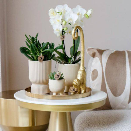 Phalaenopsis Orchideen Amabilis Weiß – Ø9cm – Zimmerpflanze – 4 Orchideen – edle weiße Multiflora Orchideen mit 2–3 Zweigen