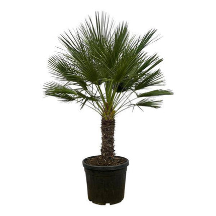 Chamaerops Humilis auf Stiel – Zwergpalme – Fächerpalme – Mediterrane Zimmer- und Kübelpflanze – Ø45cm – ↕150cm
