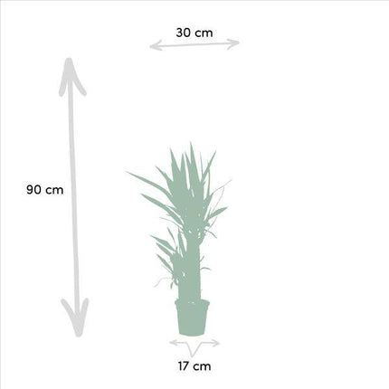 Yucca Palmlilie – 2er-Set – Zimmerpflanzen - ↨90cm – Ø17cm – Pflegeleichte grüne Pflanzen – Luftreinigend & robust – Ideal für helle Wohnräume