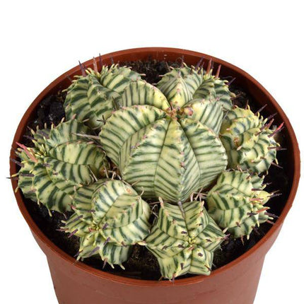 Wolfsmilch Euphorbia meloformis variegata Zimmerpflanze Ø10,5cm – pflegeleichte Sukkulente für Wohnzimmer, Büro & helle Standorte kaufen