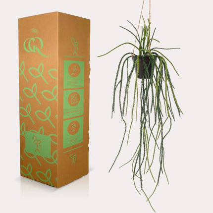 Kunstpflanze Rhipsalis – Korallenkaktus – 85cm – Hochwertige künstliche Hängepflanze ohne Stacheln – Immergrüne Dekopflanze für Wohnzimmer, Büro & Innenräume – Pflegefrei & langlebig